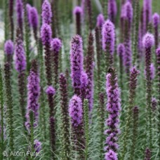 LIATRIS SPICATA LIATRIS SPICATA