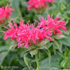 MONARDA CORAL REEF MONARDA CORAL REEF