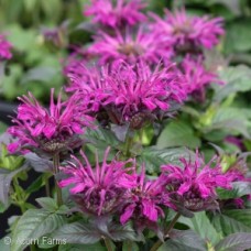 MONARDA ROCKIN RASPBERRY MONARDA ROCKIN RASPBERRY