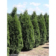 THUJA OCC PYRAMIDALIS THUJA OCC PYRAMIDALIS