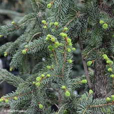 PICEA MAR WELLSPIRE PICEA MAR WELLSPIRE