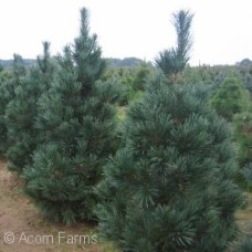 PINUS FLE VANDERWOLFS PYRAMID PINUS FLE VANDERWOLFS PYRAMID