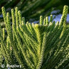 ABIES BALSAMEA PHANEROLEPIS ABIES BALSAMEA PHANEROLEPIS