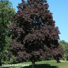 ACER PLA CRIMSON KING ACER PLA CRIMSON KING