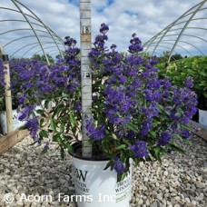 CARYOPTERIS BEYOND MIDNIGHT CARYOPTERIS BEYOND MIDNIGHT