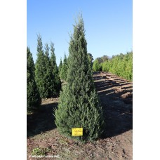 JUNIPERUS CHI FAIRVIEW JUNIPERUS CHI FAIRVIEW