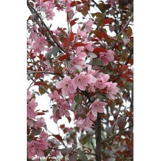MALUS PERFECT PURPLE MALUS PERFECT PURPLE