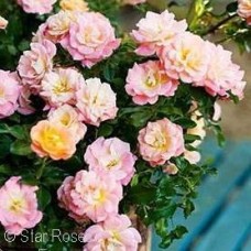 ROSA DRIFT PEACH GC ROSA DRIFT PEACH GC