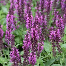 SALVIA NEM BUMBLEBERRY SALVIA NEM BUMBLEBERRY