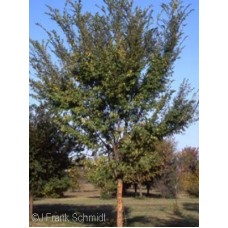 ULMUS PAR ALLEE ULMUS PAR ALLEE