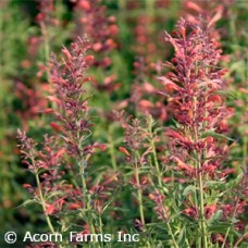 AGASTACHE SUNRISE RED AGASTACHE SUNRISE RED