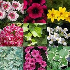 ANNUALS MISCELLANEOUS ANNUALS MISCELLANEOUS