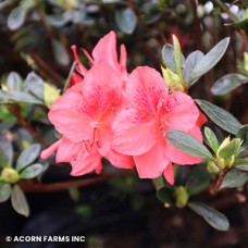AZALEA GIRARD FASHION AZALEA GIRARD FASHION