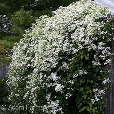 CLEMATIS PANICULATA CLEMATIS PANICULATA
