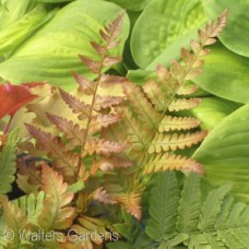 DRYOPTERIS ERY BRILLIANCE DRYOPTERIS ERY BRILLIANCE