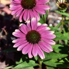 ECHINACEA PINK LEMONADE ECHINACEA PINK LEMONADE