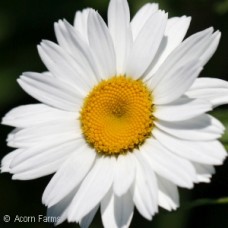 LEUCANTHEMUM BECKY LEUCANTHEMUM BECKY