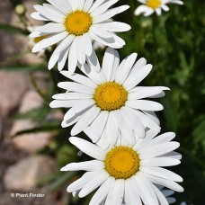 LEUCANTHEMUM SILVER PRINCESS LEUCANTHEMUM SILVER PRINCESS