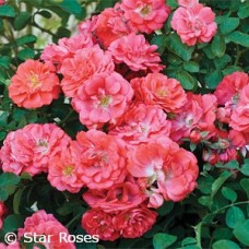 ROSA DRIFT CORAL GC ROSA DRIFT CORAL GC