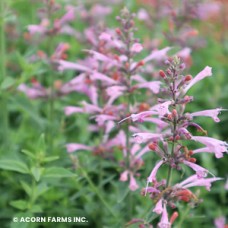 AGASTACHE SUNRISE SALMON PINK AGASTACHE SUNRISE SALMON PINK