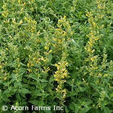 AGASTACHE SUNRISE YELLOW AGASTACHE SUNRISE YELLOW