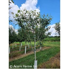 AMELANCHIER GRA PRINCESS DIANA AMELANCHIER GRA PRINCESS DIANA
