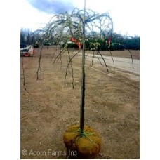 CERCIS CAN VANILLA TWIST CERCIS CAN VANILLA TWIST