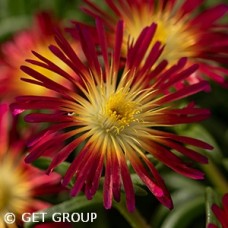 DELOSPERMA DELMARA RED DELOSPERMA DELMARA RED