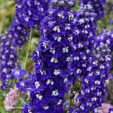 DELPHINIUM BLUE FABULOSA DELPHINIUM BLUE FABULOSA