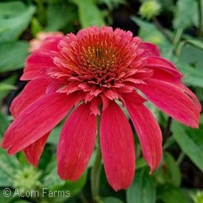 ECHINACEA DBL SCOOP MANDARIN ECHINACEA DBL SCOOP MANDARIN
