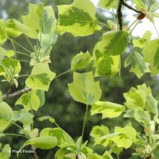 LIRIODENDRON AUREO-MARGINATUM LIRIODENDRON AUREO-MARGINATUM