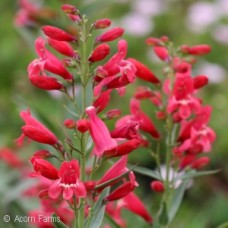 PENSTEMON RED RIDING HOOD PENSTEMON RED RIDING HOOD