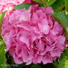 HYDRANGEA MAC ALL SUM BEAUTY HYDRANGEA MAC ALL SUM BEAUTY