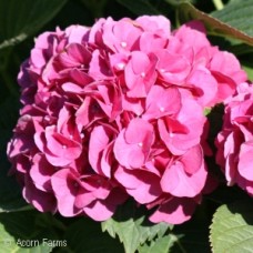 HYDRANGEA MAC GLOWING EMBERS HYDRANGEA MAC GLOWING EMBERS