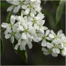 AMELANCHIER LAEVIS LUSTRE AMELANCHIER LAEVIS LUSTRE