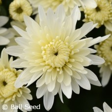 CHRYSANTHEMUM ALPINE WHITE CHRYSANTHEMUM ALPINE WHITE