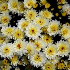 CHRYSANTHEMUM BUTTER N CREAM CHRYSANTHEMUM BUTTER N CREAM