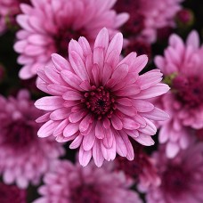 CHRYSANTHEMUM COSMIC LUNAR PK CHRYSANTHEMUM COSMIC LUNAR PK