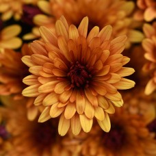 CHRYSANTHEMUM COSMIC METEOR