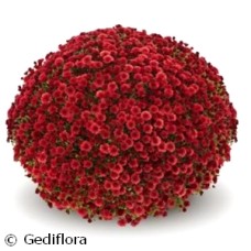 DENDRANTHEMA STAVISKI RED DENDRANTHEMA STAVISKI RED