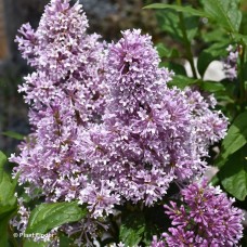 SYRINGA PRE DONALD WYMAN