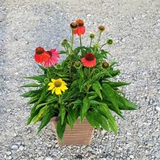 ECHINACEA CHEYENNE SPIRIT ANNU ECHINACEA CHEYENNE SPIRIT ANNU