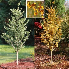 GINKGO BIL GOLDSPIRE GINKGO BIL GOLDSPIRE