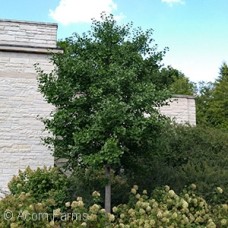 GINKGO BIL PRINCETON SENTRY GINKGO BIL PRINCETON SENTRY