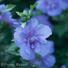 HIBISCUS SYR BLUE CHIFFON HIBISCUS SYR BLUE CHIFFON
