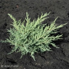 JUNIPERUS CHI PFI KALLAY JUNIPERUS CHI PFI KALLAY