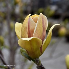MAGNOLIA SUNSATION MAGNOLIA SUNSATION