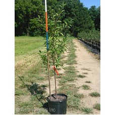 PRUNUS MONTMORENCY PRUNUS MONTMORENCY