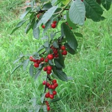 PRUNUS SWEET CHERRY PIE PRUNUS SWEET CHERRY PIE