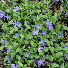 VINCA MINOR VINCA MINOR